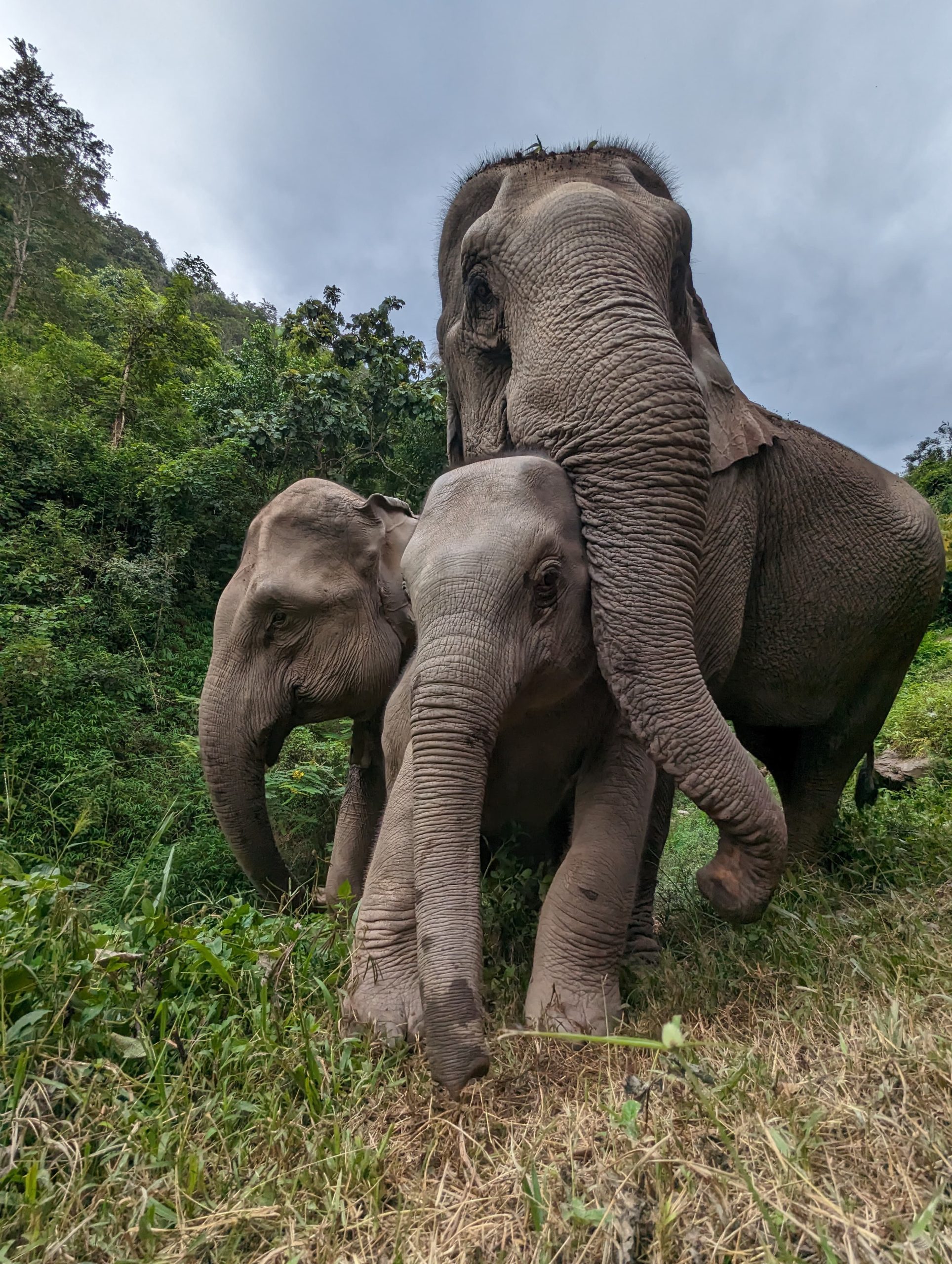 Discover Asia - Eléphant
